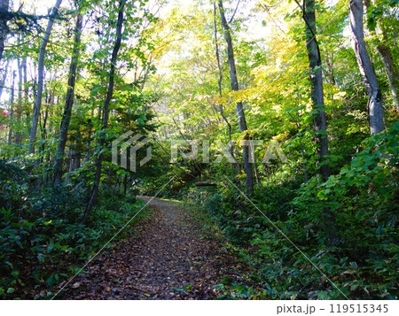 木々に囲まれている森林の林道 木々に囲まれている森林の林道 119515345