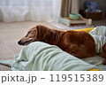 寝てるダックス 119515389