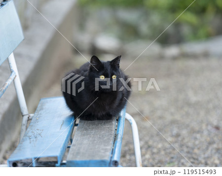 ベンチに座る黒猫 119515493
