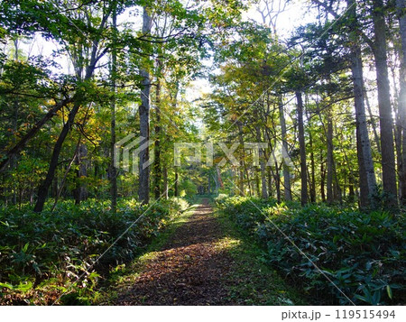 木々に囲まれている森林の林道 119515494