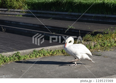晴天の牛久沼水辺公園のを歩くコブハクチョウ　茨城 119515569