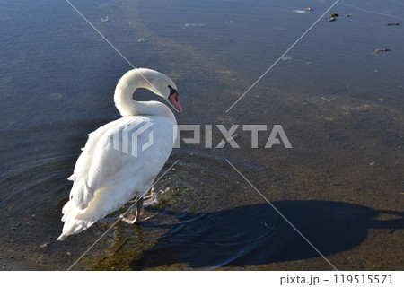 牛久沼水辺公園の白鳥　茨城 119515571