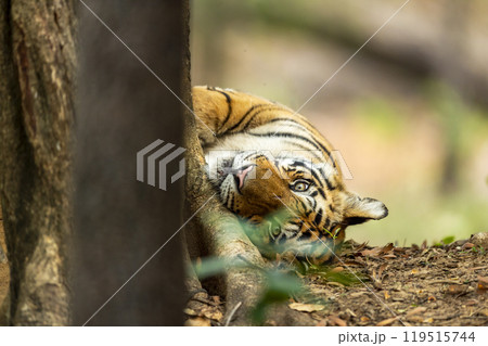 indian wild male bengal tiger or panthera tigris fine art face close up or portrait with eye contact in cold winter season safari at bandhavgarh national park forest reserve madhya pradesh india 119515744
