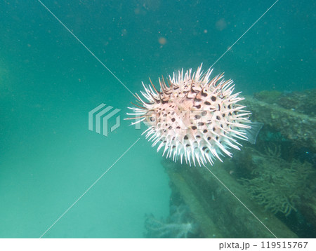 海の岩場を泳ぐ魚の膨らんだハリセンボン 119515767
