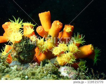 岩場に生える少し開いたキサンゴ 119515770