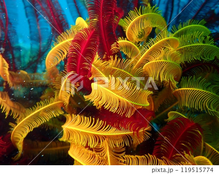 海の岩場に生える赤と黄色の大きなウミシダのアップ 119515774