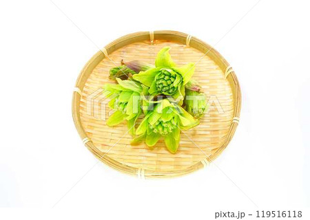 フキノトウ ふきのとう 蕗の薹 フキノトウ ふきのとう 蕗の薹 119516118