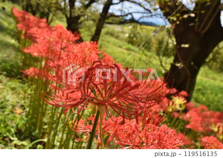 さくら堤公園の満開の彼岸花 埼玉 さくら堤公園の満開の彼岸花 埼玉 119516135