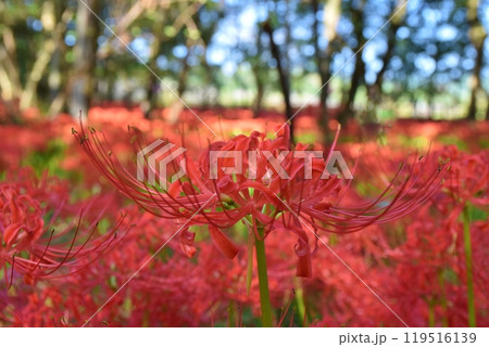 晴れた朝の巾着田の満開の彼岸花　埼玉 119516139