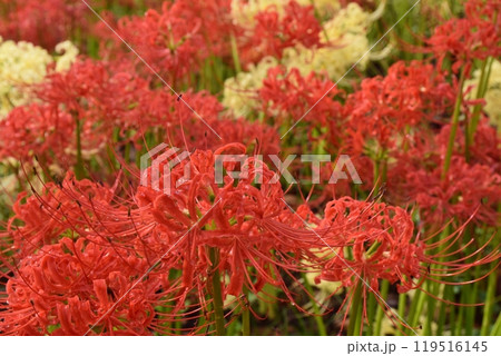 雨上がりの雨粒の滴る権現堂の彼岸花　埼玉 119516145