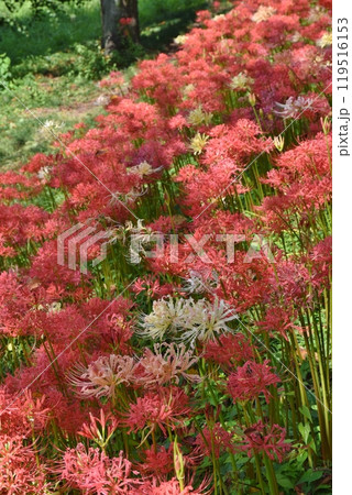 さくら堤公園の色とりどりの彼岸花　埼玉 119516153