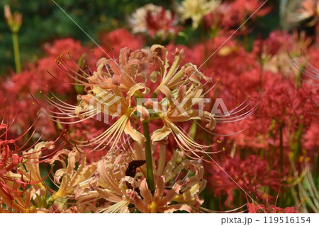 さくら堤公園の色とりどりの彼岸花　埼玉 119516154