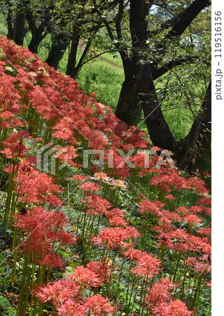 さくら堤公園の満開の彼岸花 埼玉 さくら堤公園の満開の彼岸花 埼玉 119516156