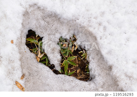 春　雪解け 119516293