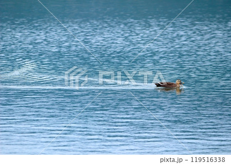 琵琶湖で泳ぐ鳥 琵琶湖で泳ぐ鳥 119516338