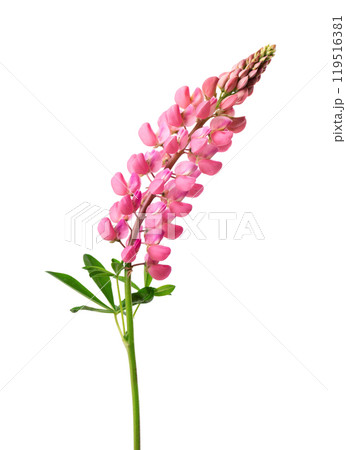 Pink lupine flower isolated on white background. Bunch of colorful lupines, spring flower. 119516381