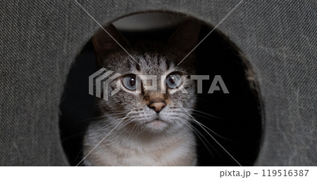 キャットタワーに入った猫　シャムトラ猫 119516387