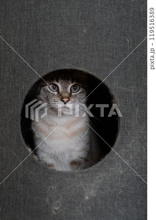 キャットタワーに入った猫　シャムトラ猫 119516389