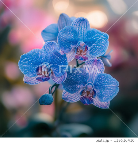 青いランのはな 青いランのはな 119516410
