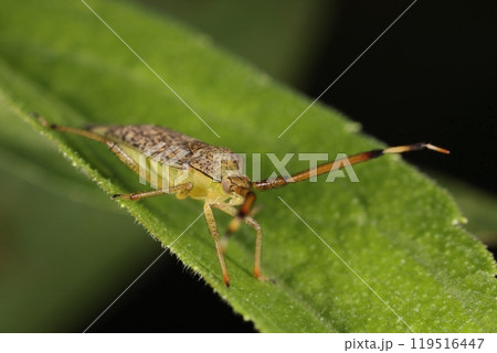 生き物　昆虫　ヘリオオカスミカメ、十月下旬。千葉県のハンノキ林で、体長一センチ程の大型カスミカメムシ 119516447