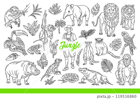 Wildlife of tropical jungle with animals and plants, or man traveling through rainforest. Hand drawn Wildlife of tropical jungle with animals and plants, or man traveling through rainforest. Hand drawn 119516860