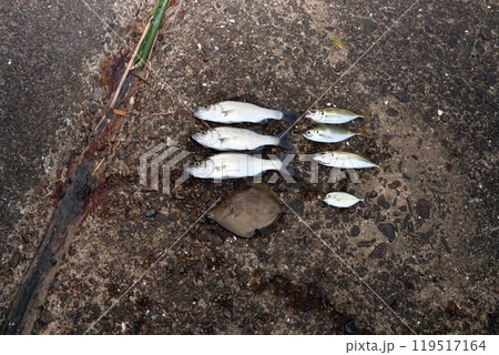 堤防釣果釣り シーバス スズキ アジ カワハギ メッキアジ 119517164