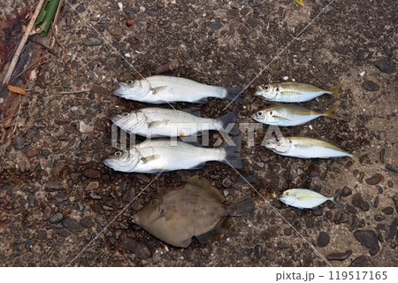 堤防釣果釣り シーバス スズキ アジ カワハギ メッキアジ 119517165