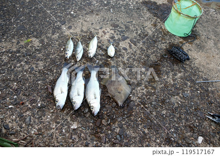 堤防釣果釣り シーバス スズキ アジ カワハギ メッキアジ 堤防釣果釣り シーバス スズキ アジ カワハギ メッキアジ 119517167