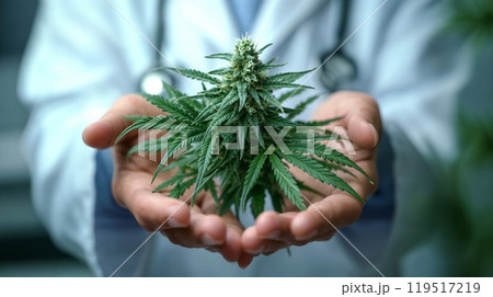 Doctor hand holding Sativa Cannabis plant leaf for using THC herbal for medical concept 119517219