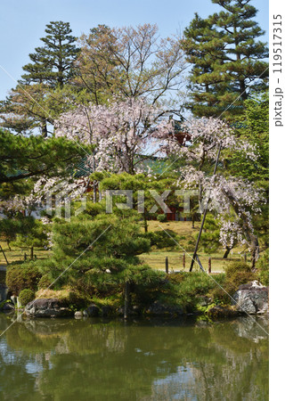 平安神宮の桜 119517315