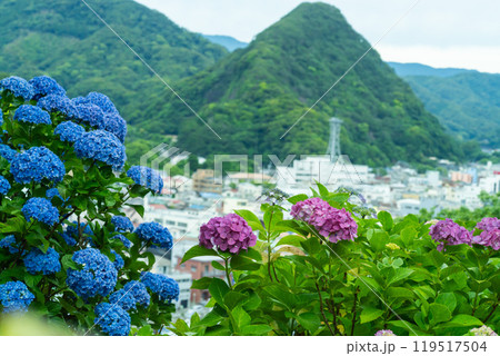 紫陽花祭りの下田公園 119517504