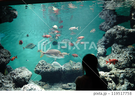 日本の東京にある葛西臨海水族館の魚たち 119517758