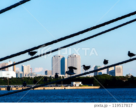 舫綱にとまるカモメと幕張新都心の朝景色 119517817