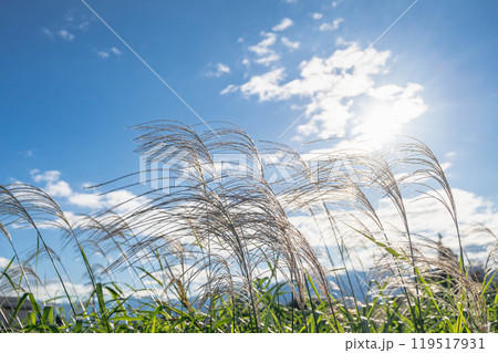 逆光で風になびくススキ 逆光で風になびくススキ 119517931