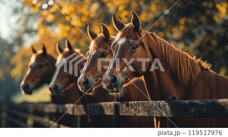 Four brown horses are standing next to each other behind a wooden fence 119517976