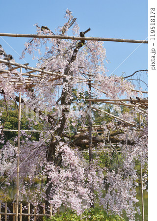平安神宮の桜 平安神宮の桜 119518178