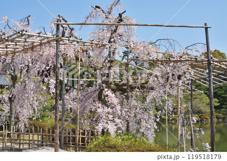 平安神宮の桜 平安神宮の桜 119518179