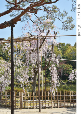 平安神宮の桜 119518180