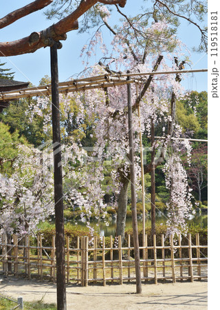 平安神宮の桜 119518181