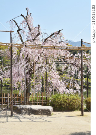 平安神宮の桜 平安神宮の桜 119518182