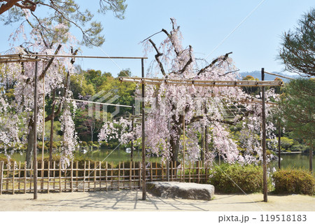 平安神宮の桜 平安神宮の桜 119518183