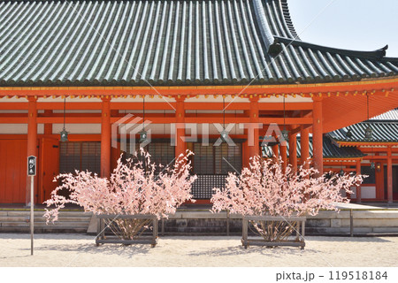 平安神宮の桜 平安神宮の桜 119518184