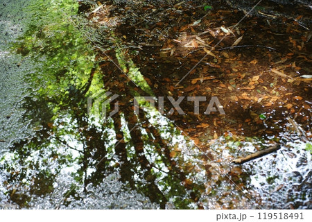 森の水面鏡 119518491