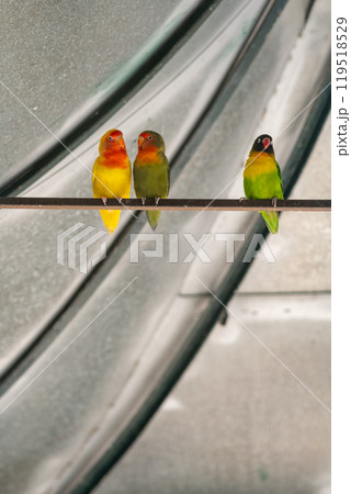colorful parrot sits on a branch colorful parrot sits on a branch 119518529