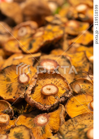 Fresh mushrooms scattered on the counter 119518599
