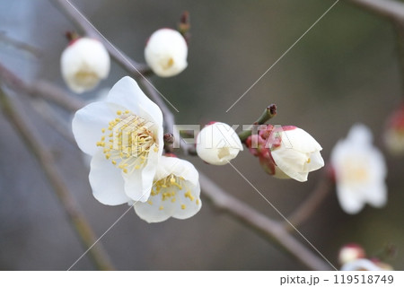 白い梅の花 白い梅の花 119518749