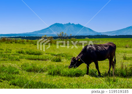 放牧の牛と阿蘇山 119519185