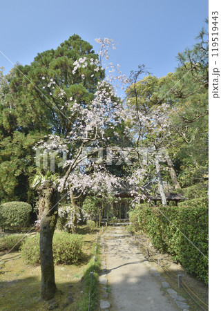 平安神宮の桜 平安神宮の桜 119519443