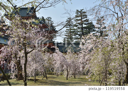 平安神宮の桜 119519558