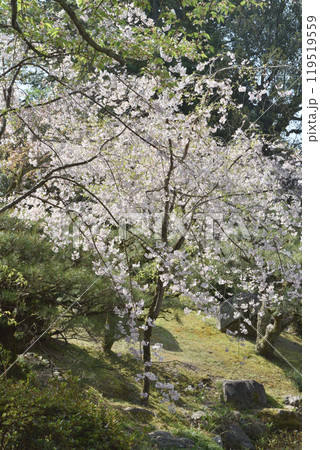 平安神宮の桜 平安神宮の桜 119519559